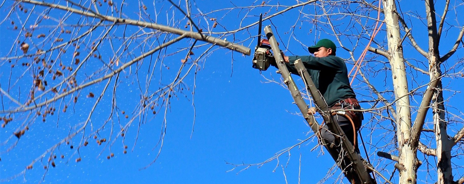 Разные виды обрезки деревьев: санитарная, формирующая, омолаживающая Buratino Obrezka